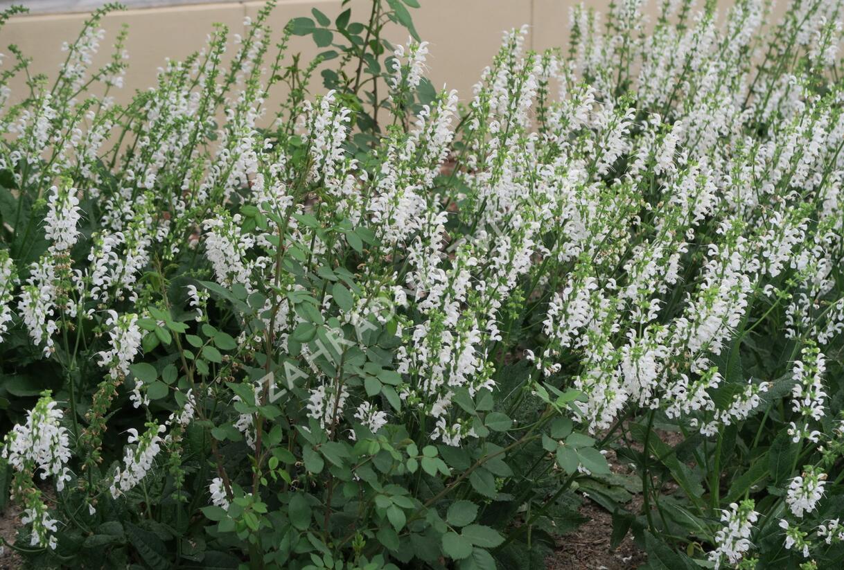 Šalvěj hajní 'Schneehügel' - Salvia nemorosa 'Schneehügel'