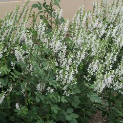 Šalvěj hajní 'Schneehügel' - Salvia nemorosa 'Schneehügel'