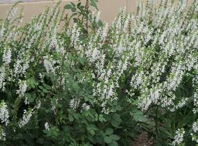 Šalvěj hajní 'Schneehügel' - Salvia nemorosa 'Schneehügel'