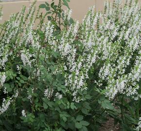 Šalvěj hajní 'Schneehügel' - Salvia nemorosa 'Schneehügel'
