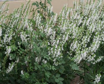 Šalvěj hajní 'Schneehügel'