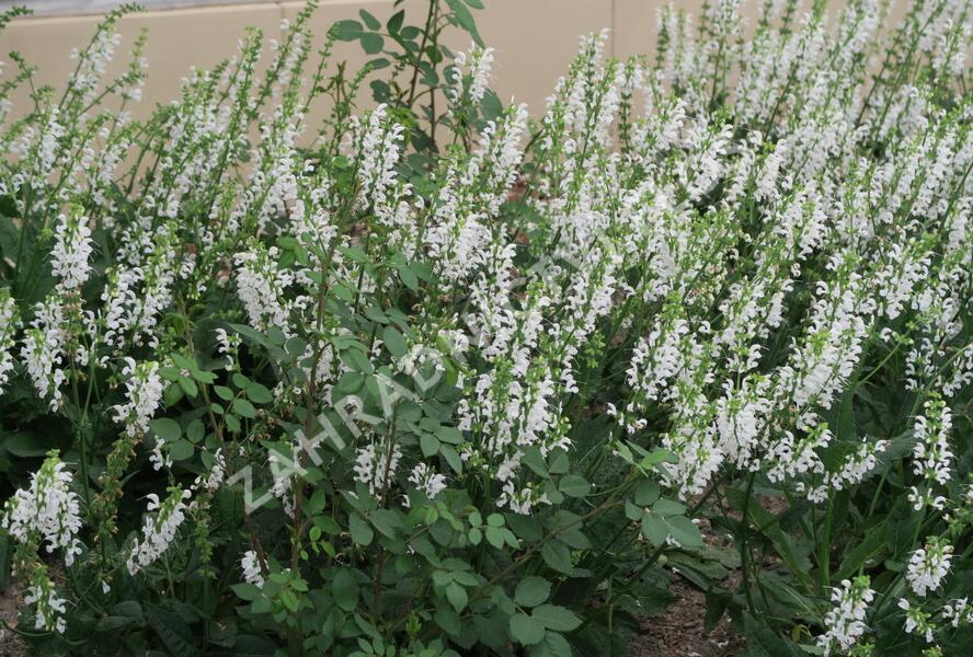 Šalvěj hajní 'Schneehügel' - Salvia nemorosa 'Schneehügel'