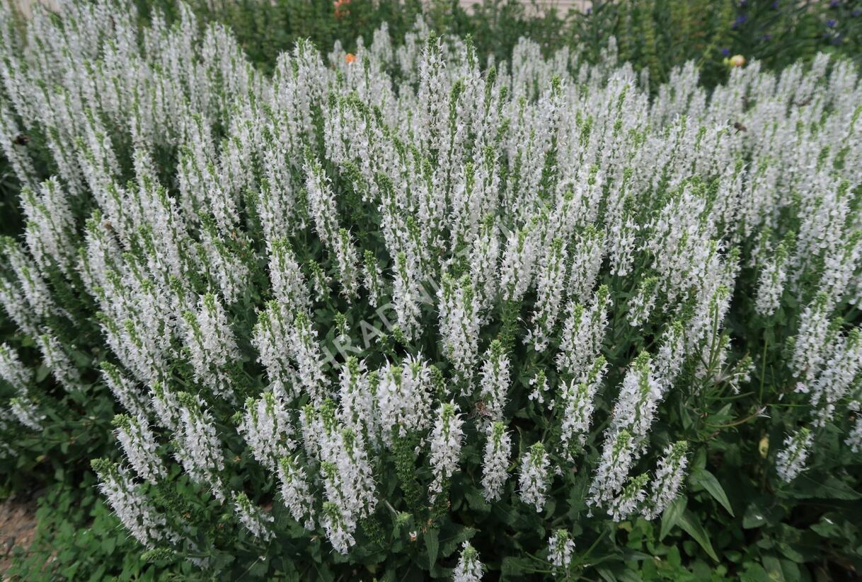 Šalvěj hajní 'Schneehügel' - Salvia nemorosa 'Schneehügel'