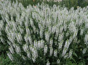 Šalvěj hajní 'Schneehügel' - Salvia nemorosa 'Schneehügel'
