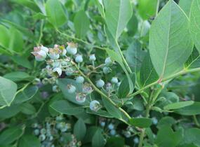 Borůvka chocholičnatá, kanadská borůvka 'Bluetta' - Vaccinium corymbosum 'Bluetta'