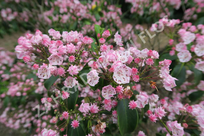 Mamota úzkolistá 'Rubra' - Kalmia angustifolia 'Rubra'