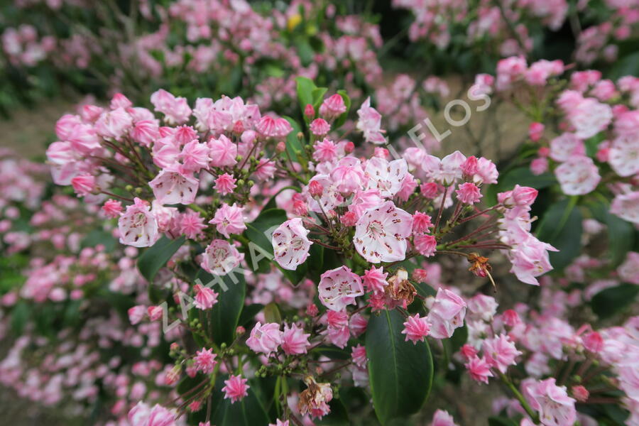 Mamota úzkolistá 'Rubra' - Kalmia angustifolia 'Rubra'