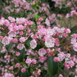 Mamota úzkolistá 'Rubra' - Kalmia angustifolia 'Rubra'