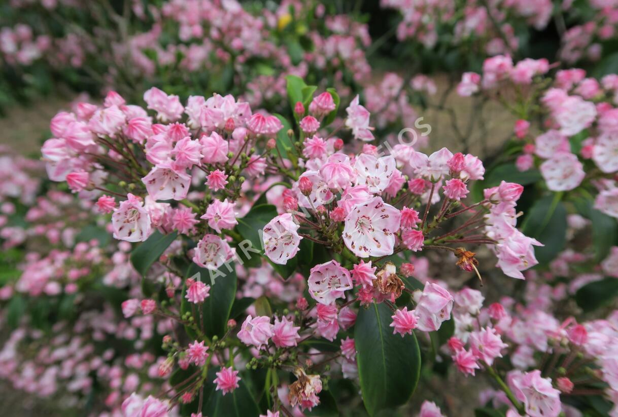 Mamota úzkolistá 'Rubra' - Kalmia angustifolia 'Rubra'