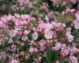 Mamota úzkolistá 'Rubra'