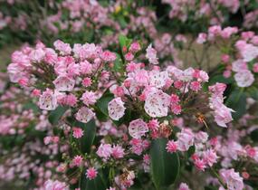 Mamota úzkolistá 'Rubra' - Kalmia angustifolia 'Rubra'