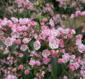 Mamota úzkolistá 'Rubra' - Kalmia angustifolia 'Rubra'
