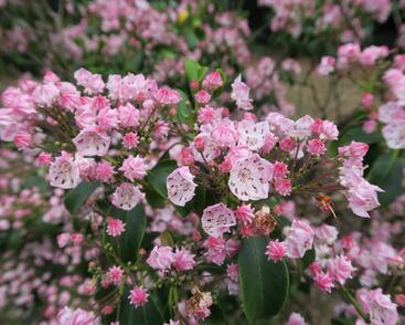 Mamota úzkolistá 'Rubra'