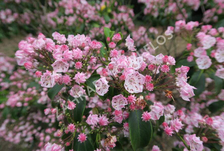 Mamota úzkolistá 'Rubra' - Kalmia angustifolia 'Rubra'