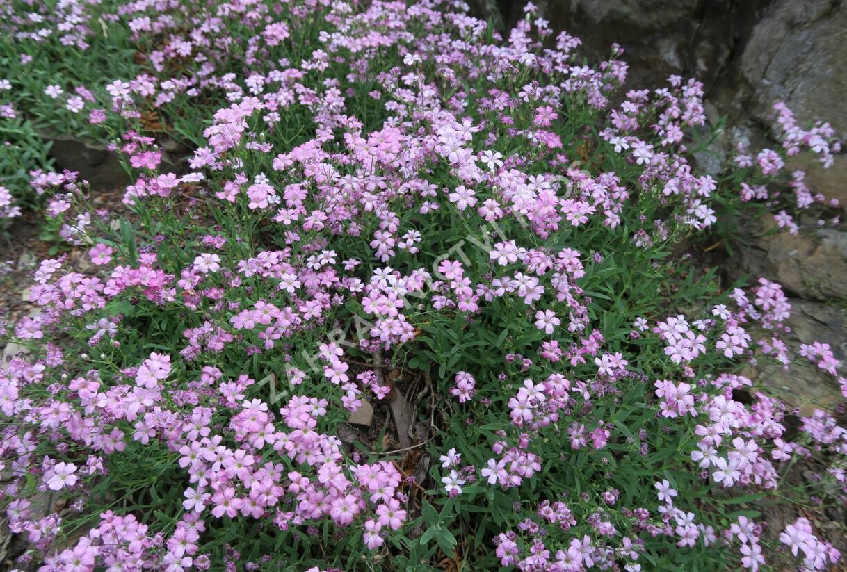 Šater plazivý - Gypsophila repens