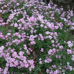 Šater plazivý - Gypsophila repens