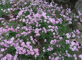 Šater plazivý - Gypsophila repens