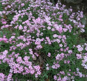 Šater plazivý - Gypsophila repens