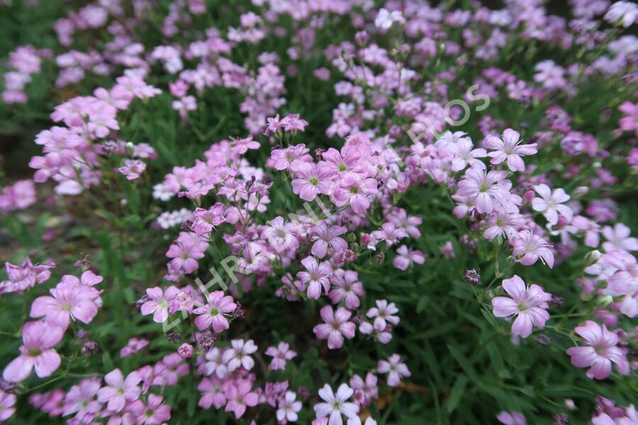 Šater plazivý - Gypsophila repens