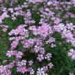 Šater plazivý - Gypsophila repens