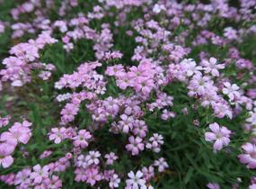 Šater plazivý - Gypsophila repens