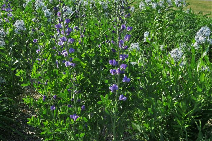 Baptisie jižní - Baptisia australis