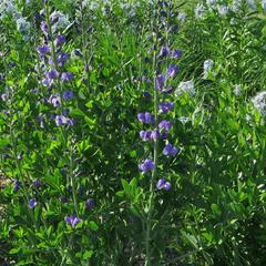 Baptisie jižní - Baptisia australis