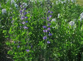 Baptisie jižní - Baptisia australis