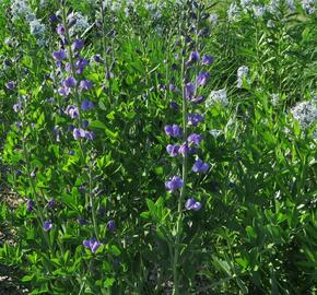 Baptisie jižní - Baptisia australis