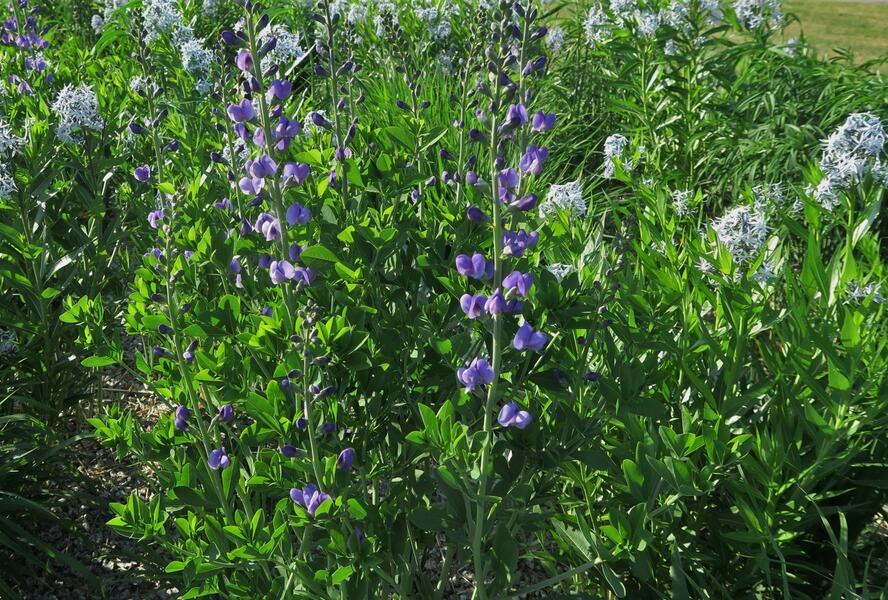 Baptisie jižní - Baptisia australis