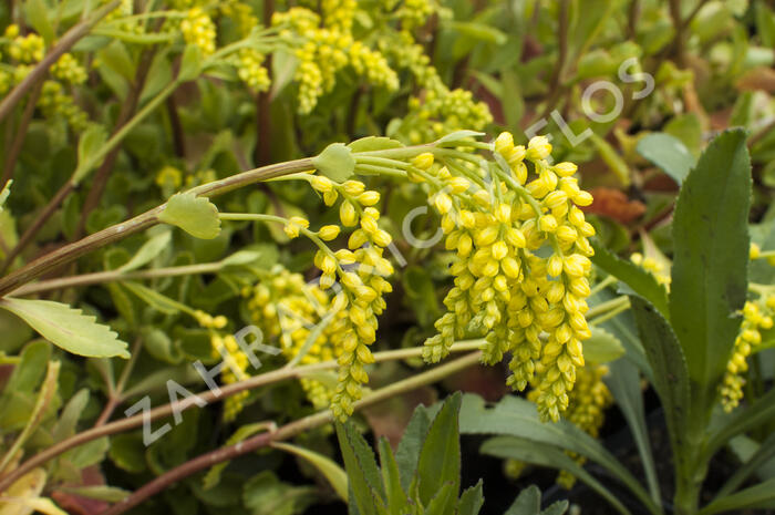 Pupovice, kotyledon - Chiastophyllum oppositifolium