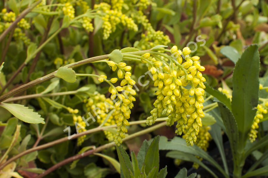 Pupovice, kotyledon - Chiastophyllum oppositifolium