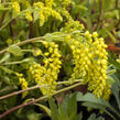 Pupovice, kotyledon - Chiastophyllum oppositifolium