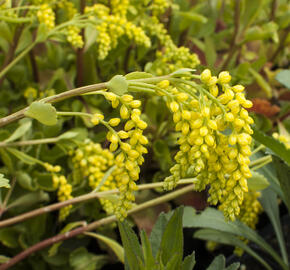 Pupovice, kotyledon - Chiastophyllum oppositifolium