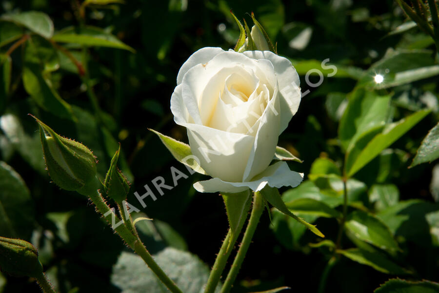 Růže mnohokvětá Kordes 'Schneewittchen' - Rosa MK 'Schneewittchen'