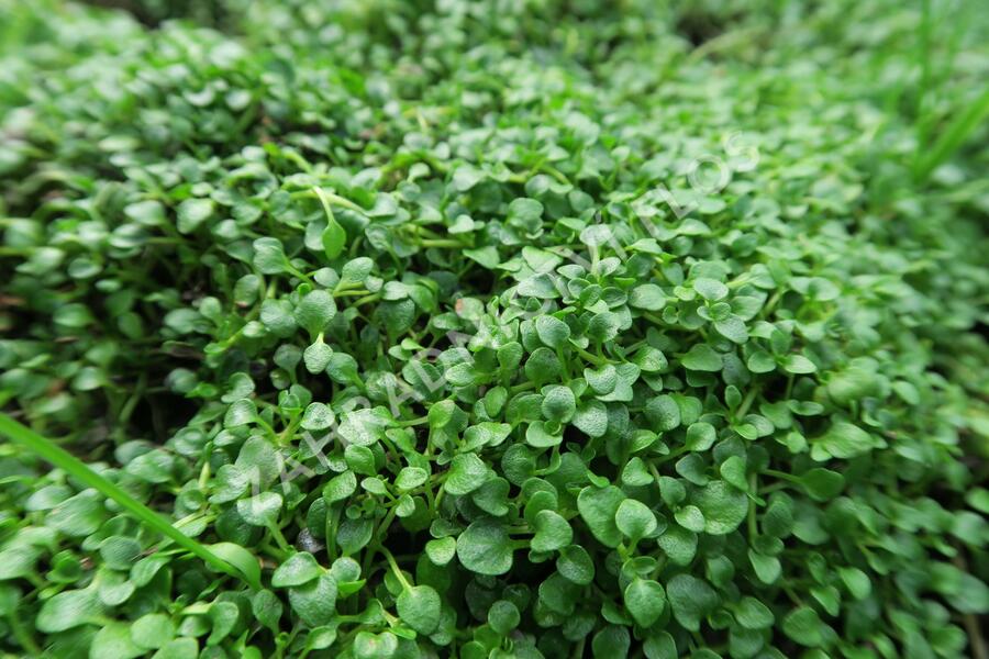 Máta korsická - Mentha requienii