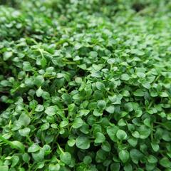 Máta korsická - Mentha requienii