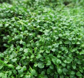 Máta korsická - Mentha requienii