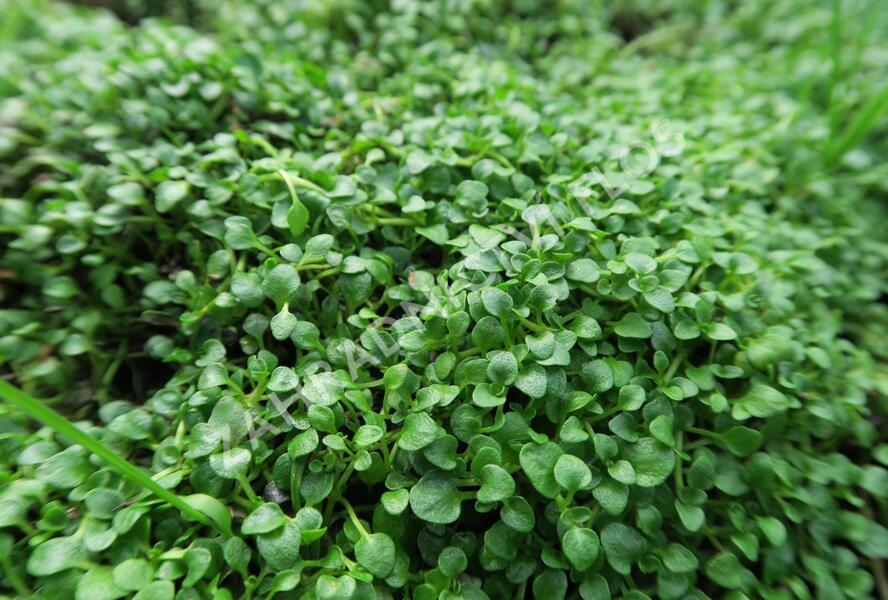 Máta korsická - Mentha requienii