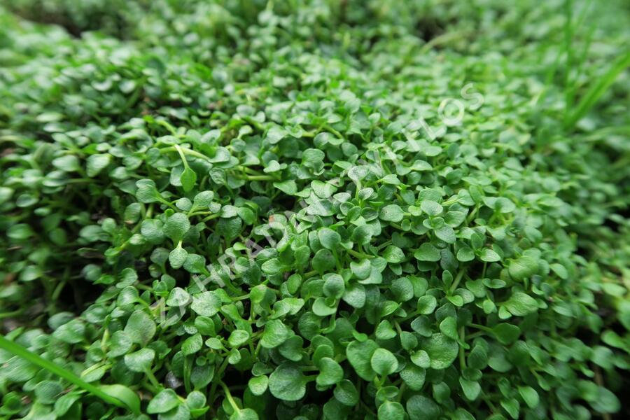 Máta korsická - Mentha requienii