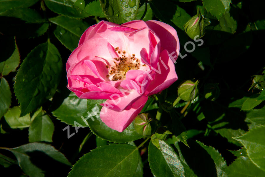 Růže mnohokvětá Kordes 'Angela' - Rosa MK 'Angela'