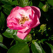 Růže mnohokvětá Kordes 'Angela' - Rosa MK 'Angela'