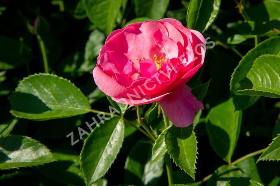 Růže mnohokvětá Kordes 'Angela' - Rosa MK 'Angela'