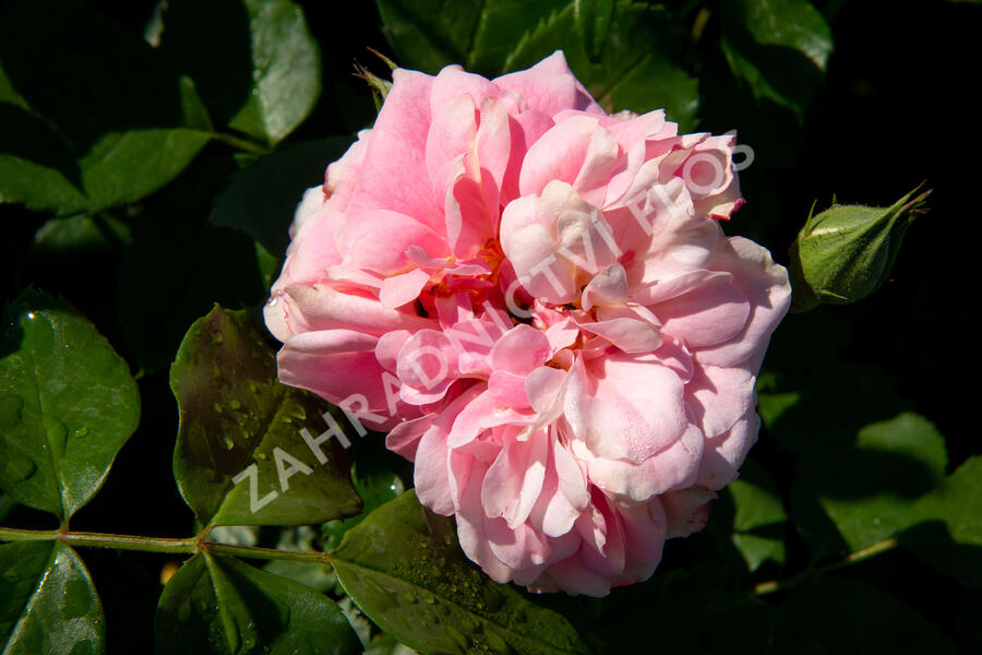 Růže parková Kordes 'Uetersens Rosenprinzessin' - Rosa S 'Uetersens Rosenprinzessin'