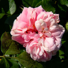 Růže parková Kordes 'Uetersens Rosenprinzessin' - Rosa S 'Uetersens Rosenprinzessin'