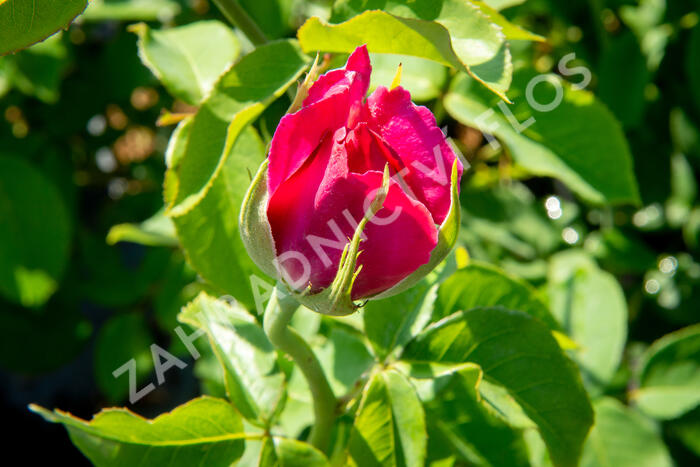 Růže velkokvětá Meilland 'Caprice de Meilland' - Rosa VK 'Caprice de Meilland'