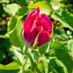 Růže velkokvětá Meilland 'Caprice de Meilland' - Rosa VK 'Caprice de Meilland'