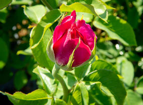 Růže velkokvětá Meilland 'Caprice de Meilland' - Rosa VK 'Caprice de Meilland'