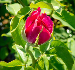 Růže velkokvětá Meilland 'Caprice de Meilland' - Rosa VK 'Caprice de Meilland'