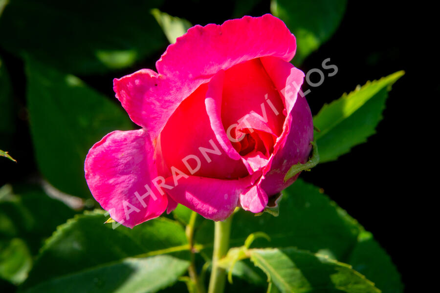 Růže velkokvětá Meilland 'Caprice de Meilland' - Rosa VK 'Caprice de Meilland'